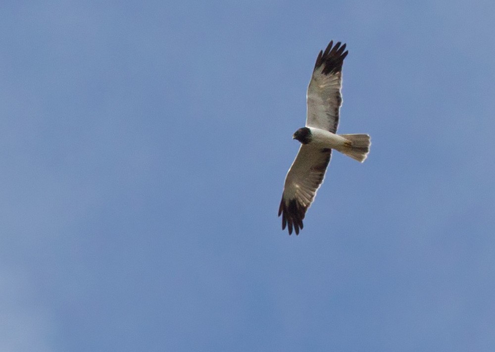 Papuan Harrier - ML206043691