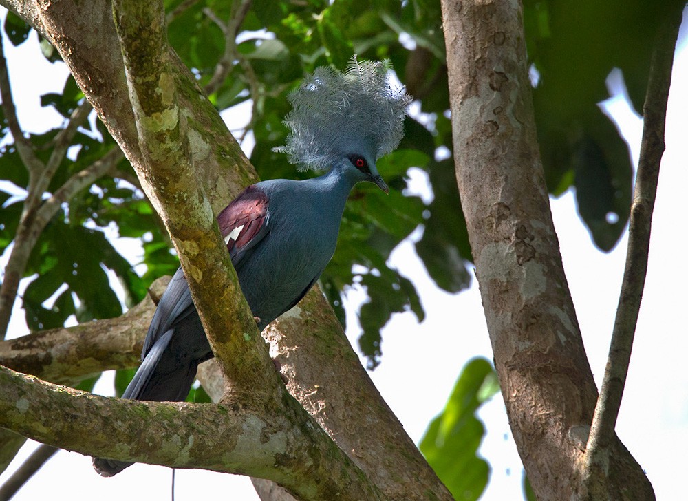 Western Crowned-Pigeon - ML206043731