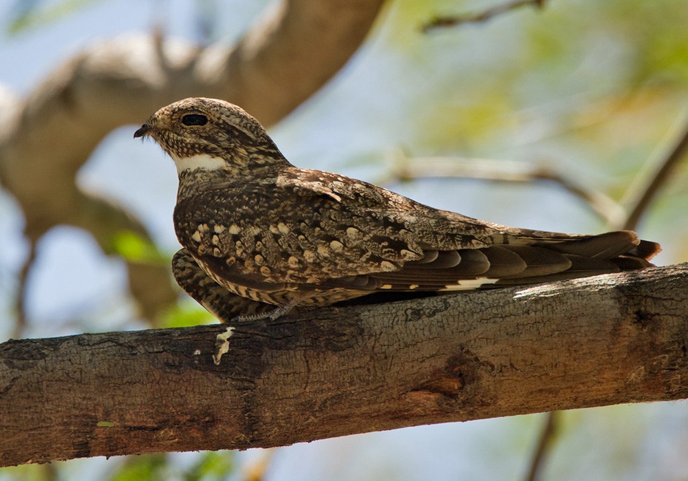 Lesser Nighthawk - ML206043801