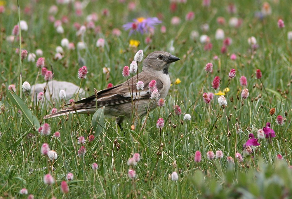 Black-winged Snowfinch - ML206044241