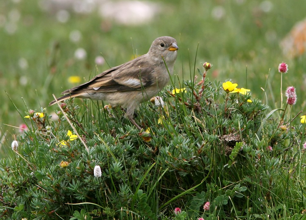 Black-winged Snowfinch - ML206044251