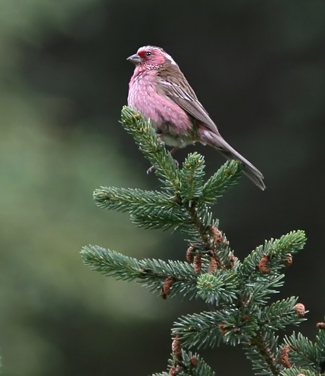 Chinese White-browed Rosefinch - ML206044291