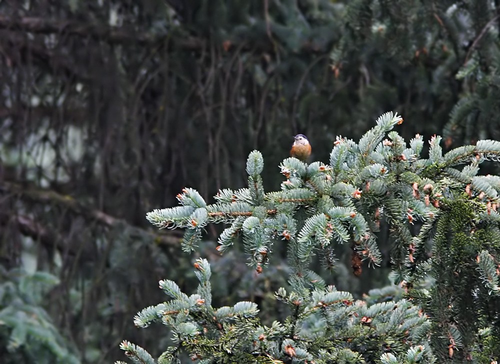 Przevalski's Nuthatch - Lars Petersson | My World of Bird Photography