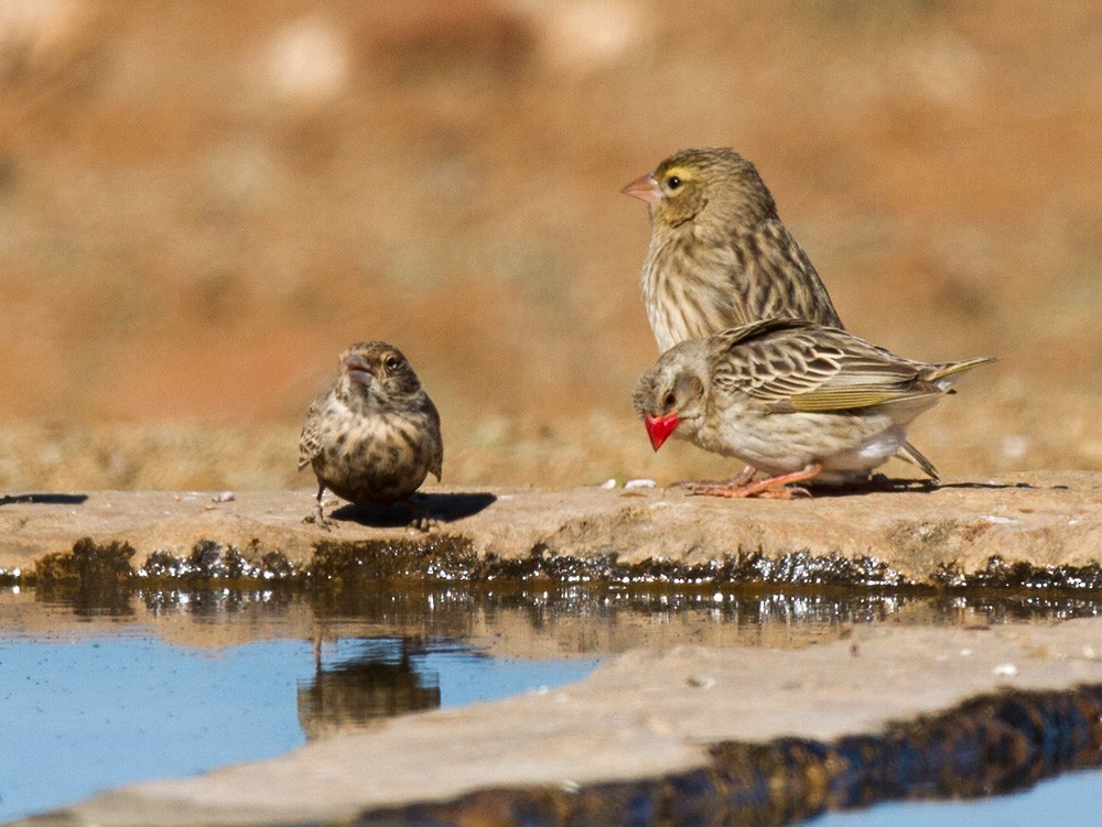 Red-billed Quelea - ML206044351