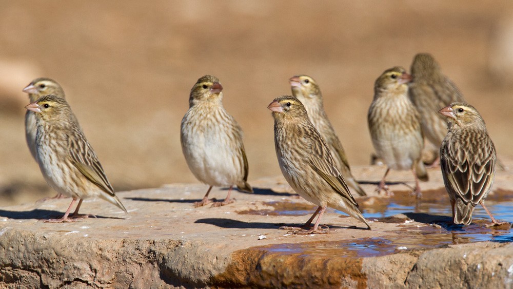 Southern Red Bishop - ML206044361