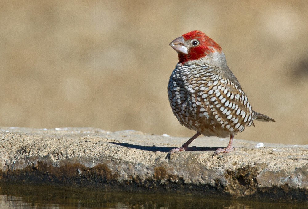 Red-headed Finch - ML206044381