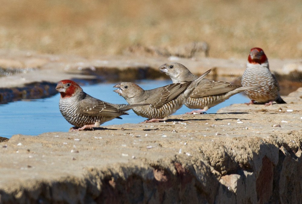 Red-headed Finch - ML206044391