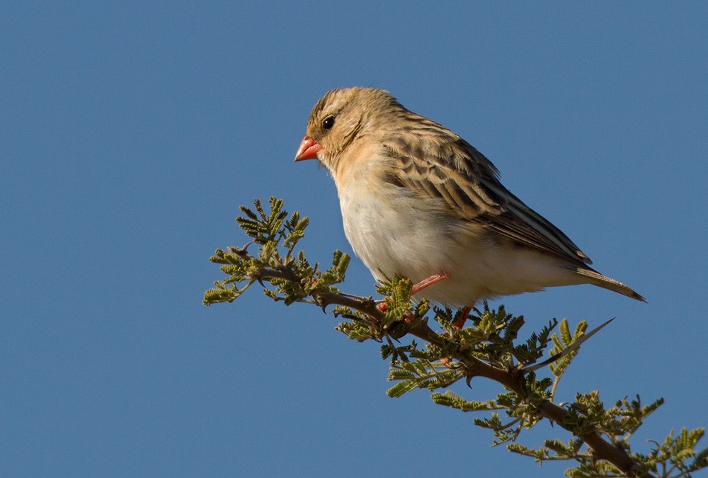 Shaft-tailed Whydah - Lars Petersson | My World of Bird Photography