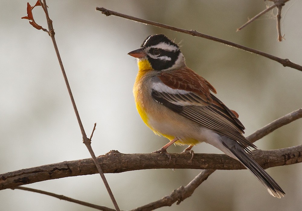 Golden-breasted Bunting - ML206044521