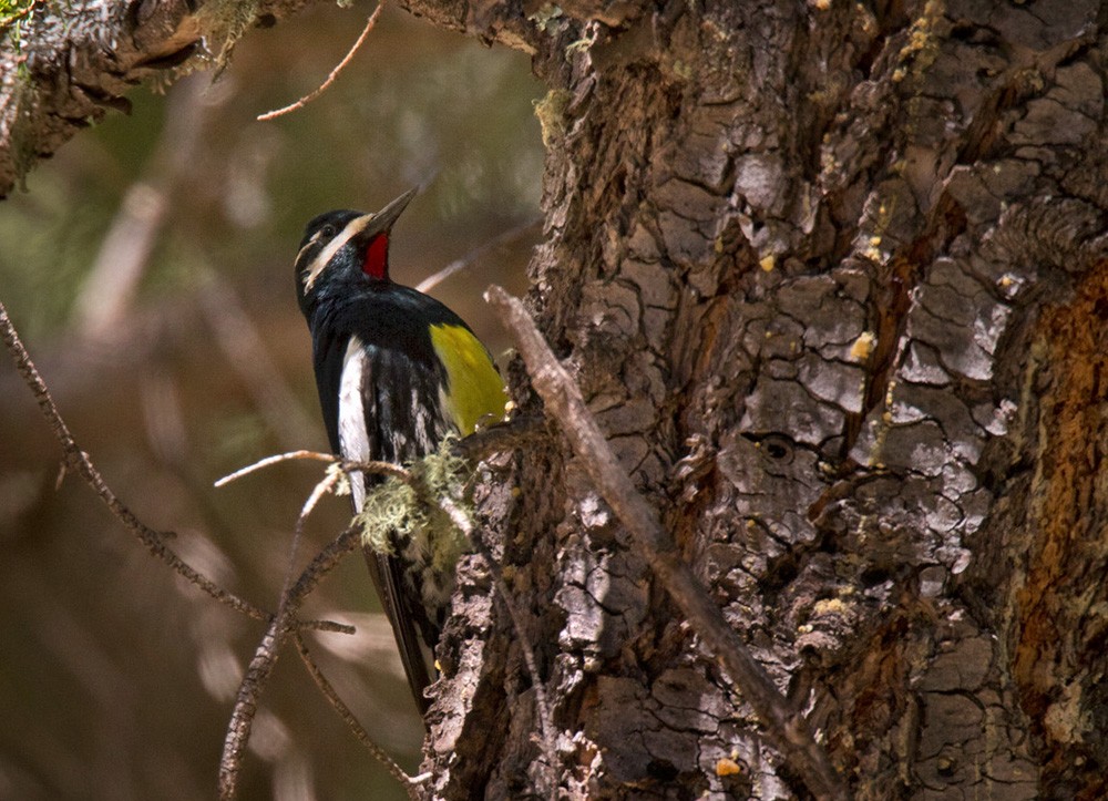 Williamson's Sapsucker - ML206044921