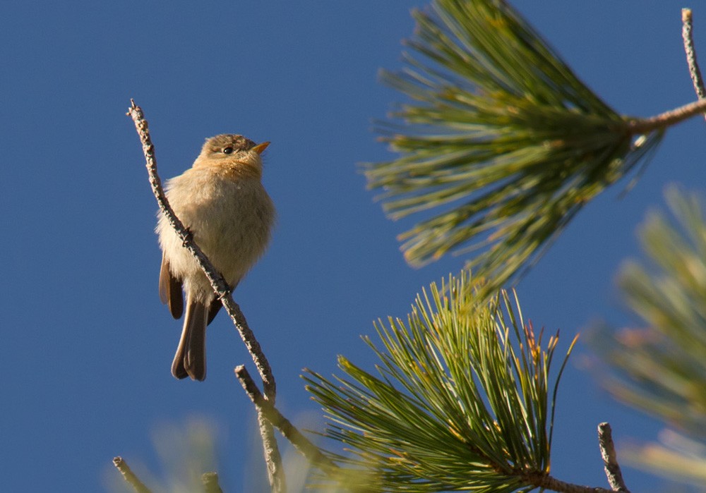 Buff-breasted Flycatcher - ML206045021