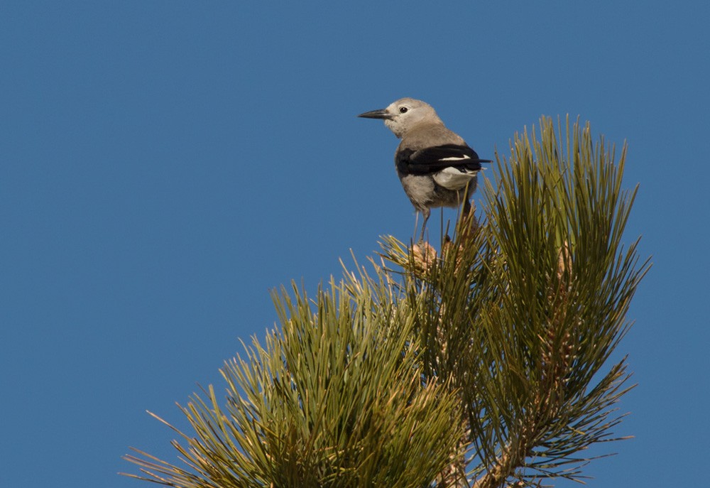 Clark's Nutcracker - ML206045111