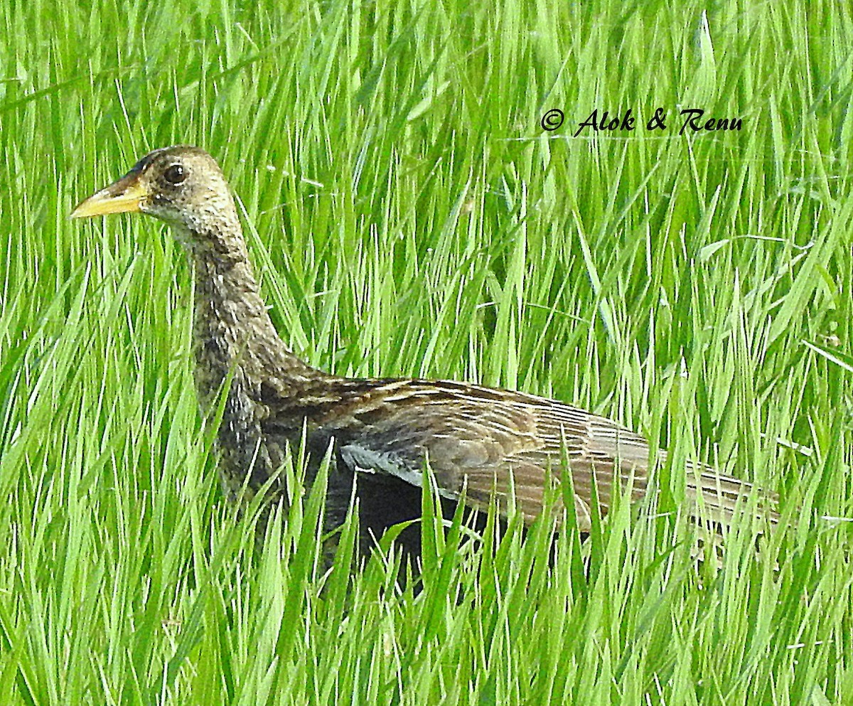 Watercock - Alok Tewari