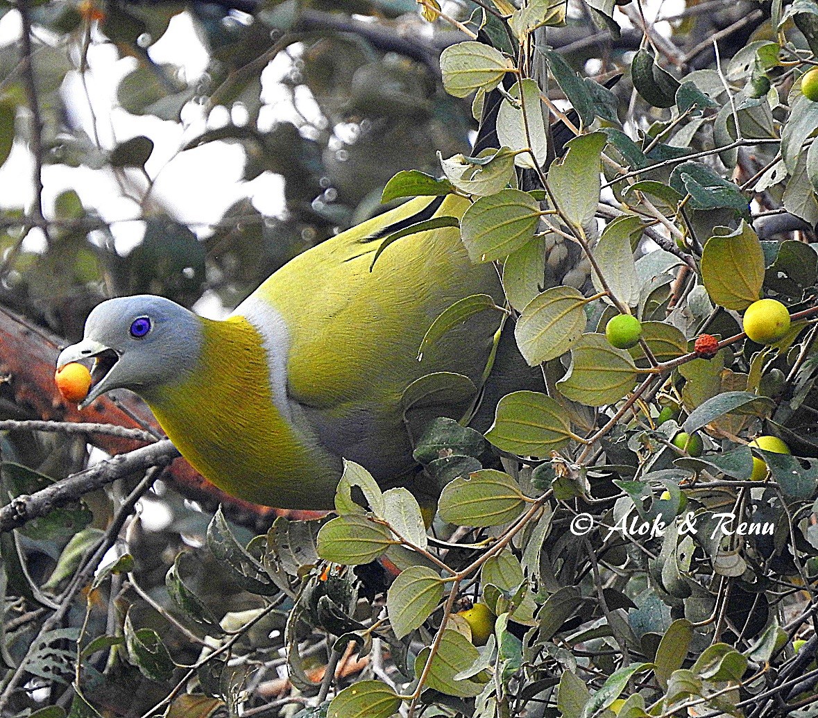 Yellow-footed Green-Pigeon - ML206045781