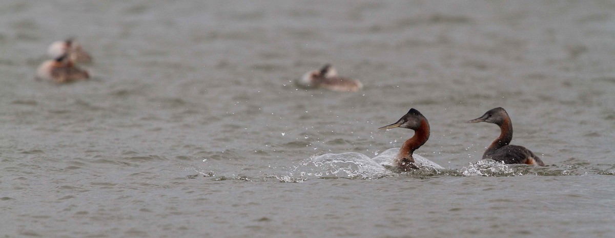 Great Grebe - Pep Arcos