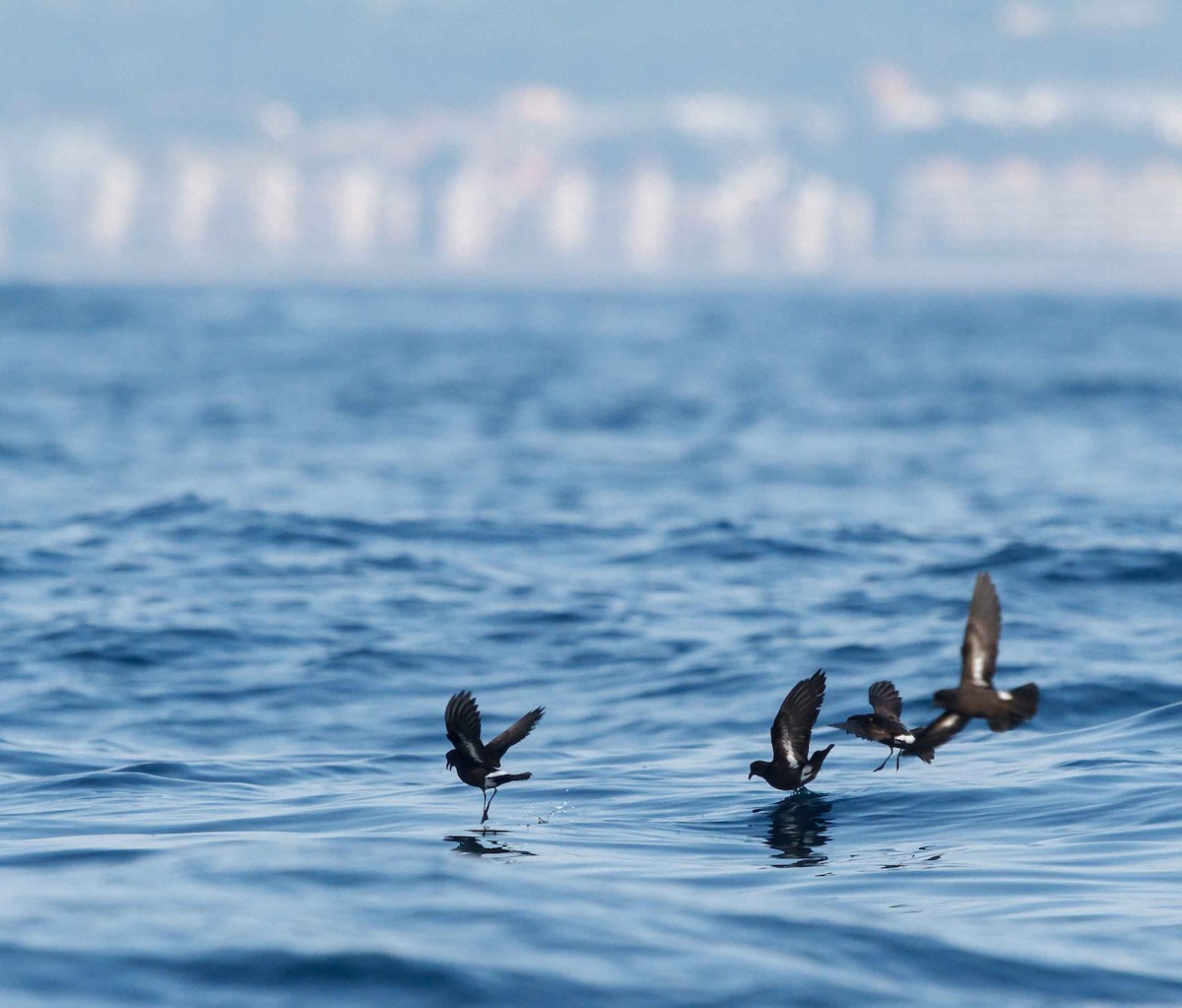 European Storm-Petrel (Mediterranean) - Pep Arcos