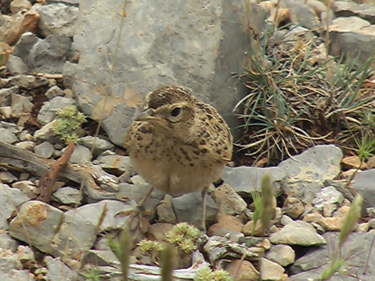 Eurasian Skylark - ML206046461