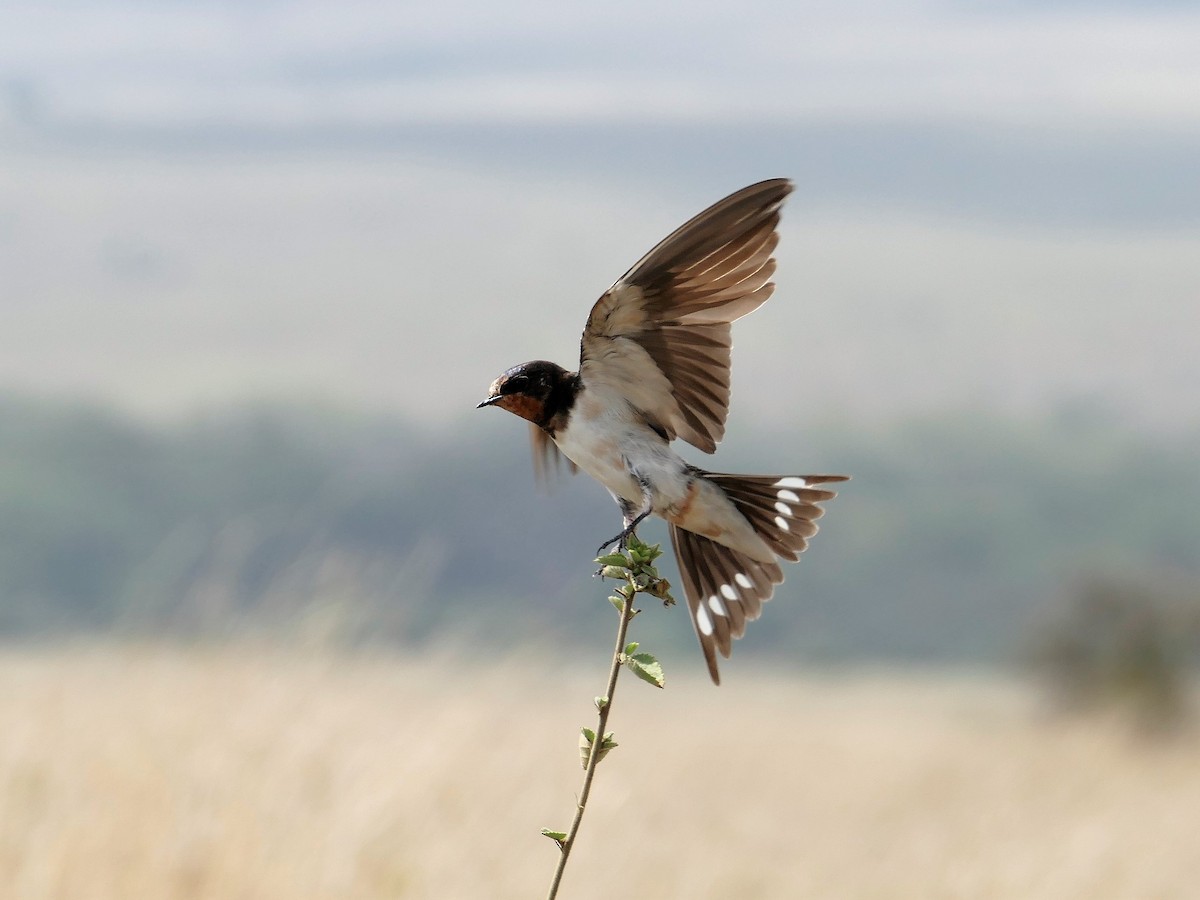 Barn Swallow (White-bellied) - ML206046611