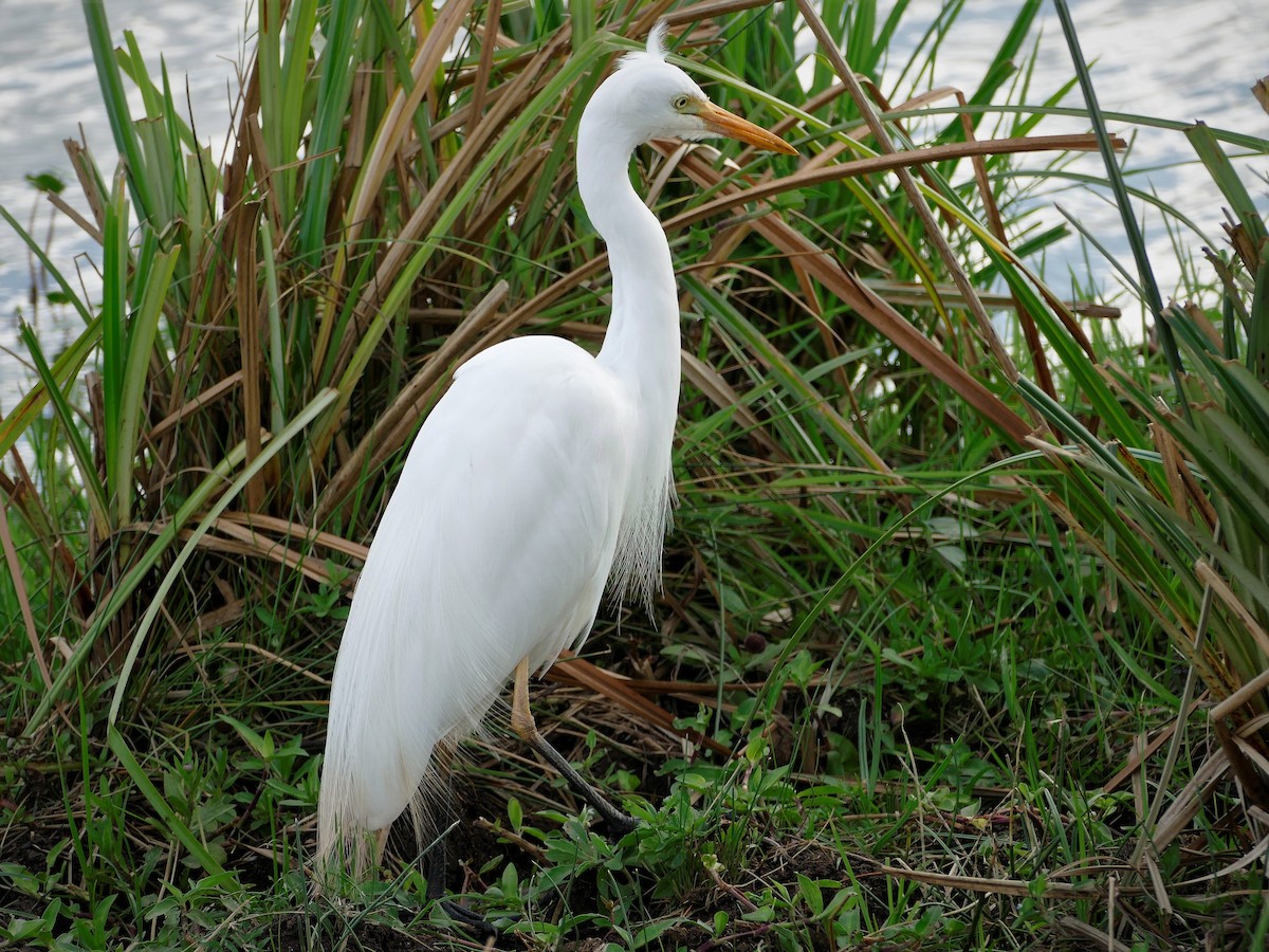 Yellow-billed Egret - ML206046621