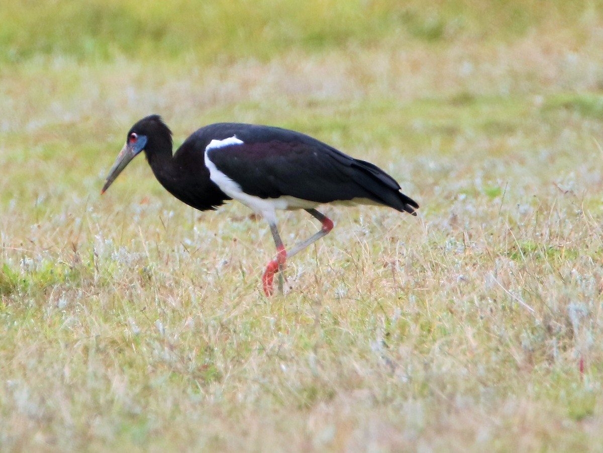 blåmaskestork - ML206046651