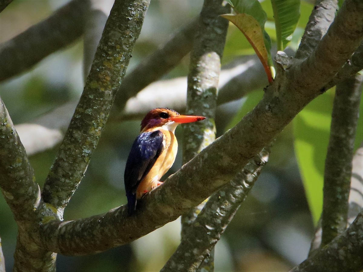 African Pygmy Kingfisher - ML206046681