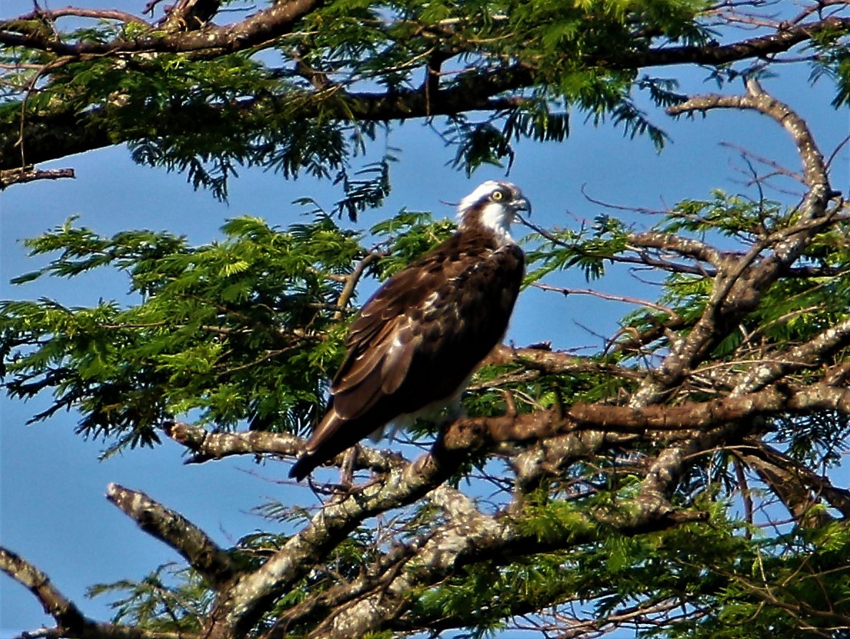 Osprey (Eurasian) - ML206046691