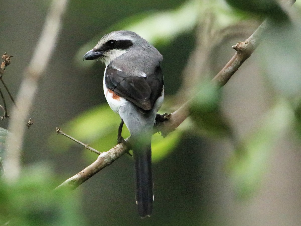 Mackinnon's Shrike - ML206046711