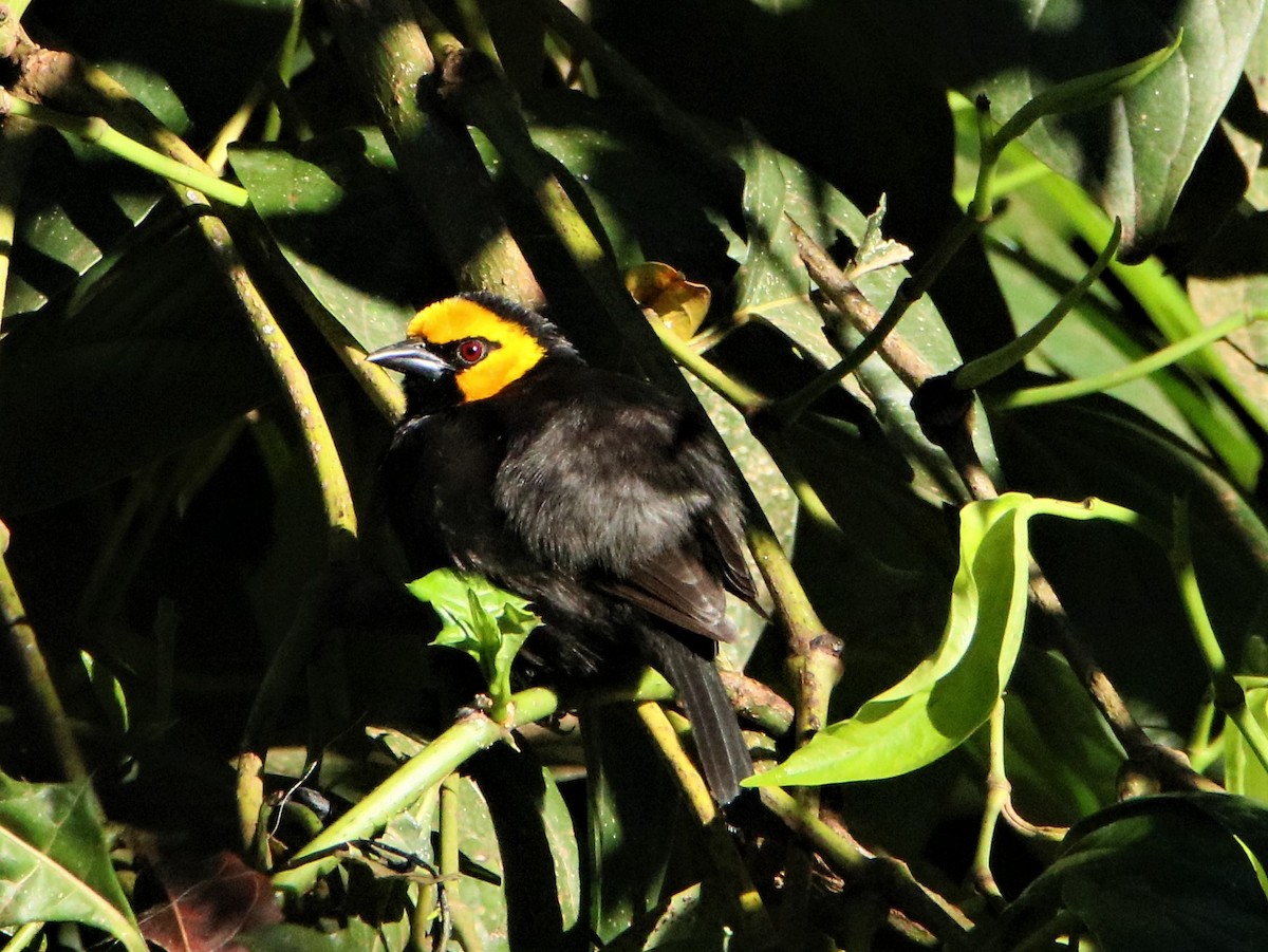 Tisserin à tête jaune (stephanophorus) - ML206046751