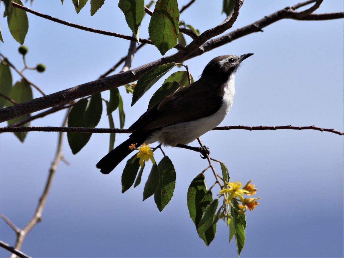 Eastern Violet-backed Sunbird - ML206046881