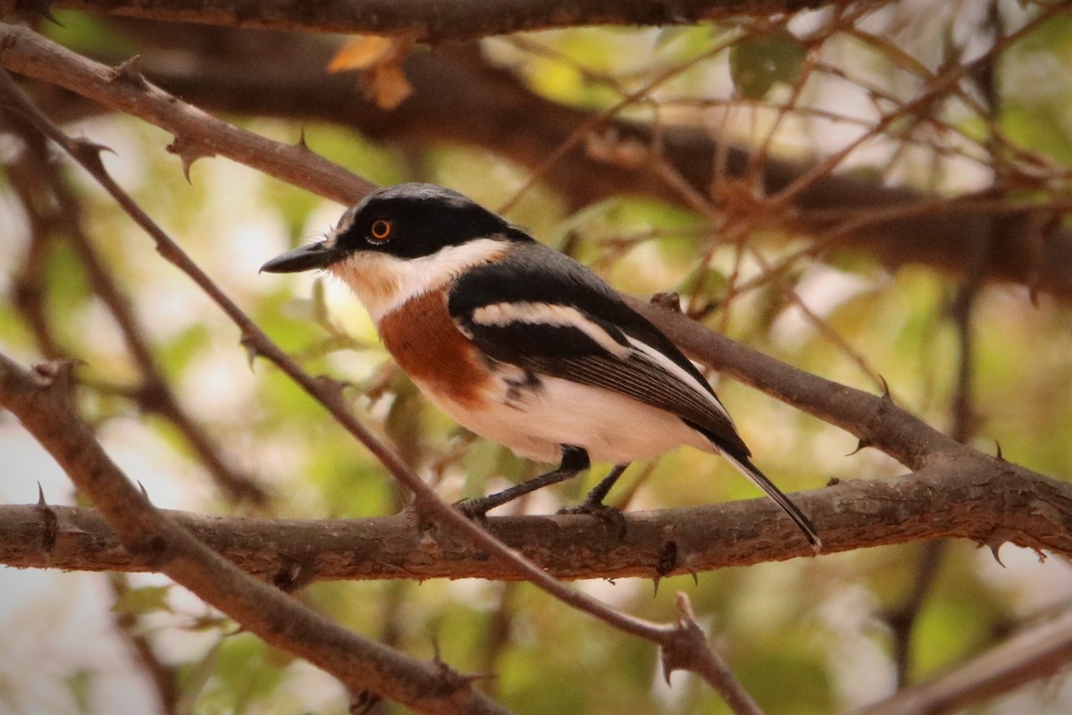 Pygmy Batis - James Kashangaki