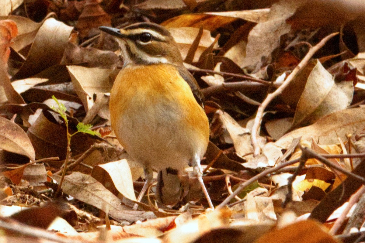 Bearded Scrub-Robin (Bearded) - ML206047011