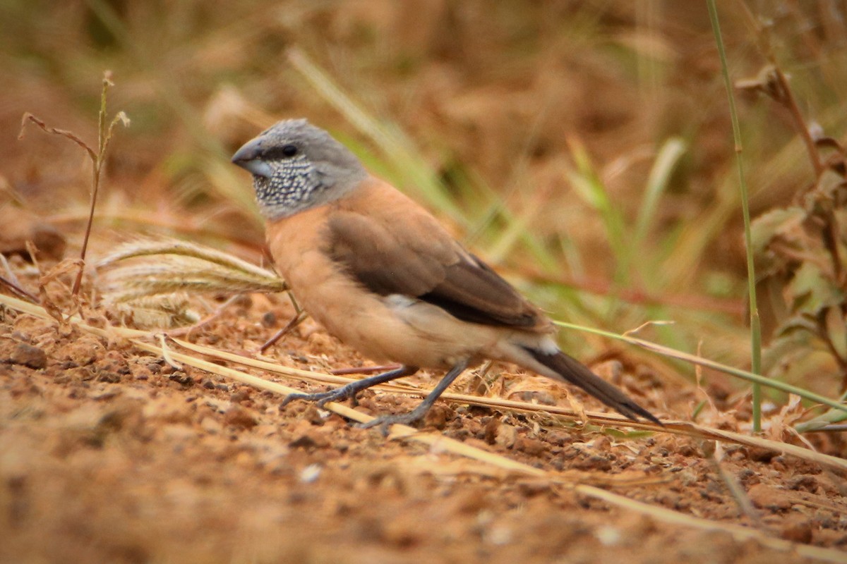 Gray-headed Silverbill - ML206047031