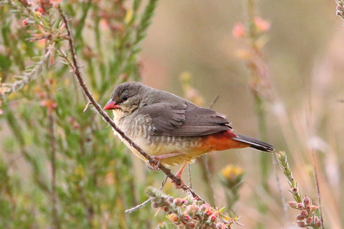 Zebra Waxbill - James Kashangaki