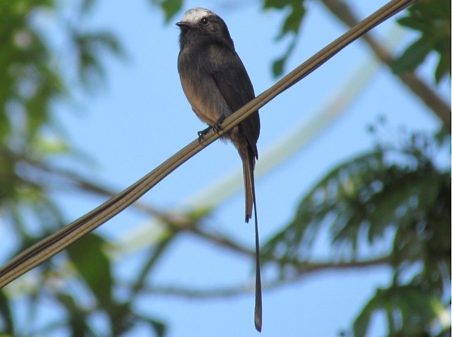 Long-tailed Tyrant - ML206047361