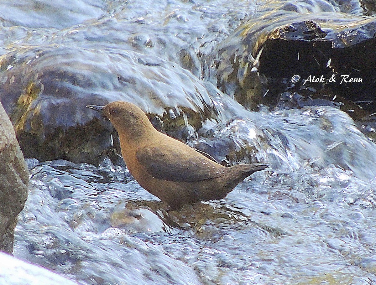 Brown Dipper - Alok Tewari