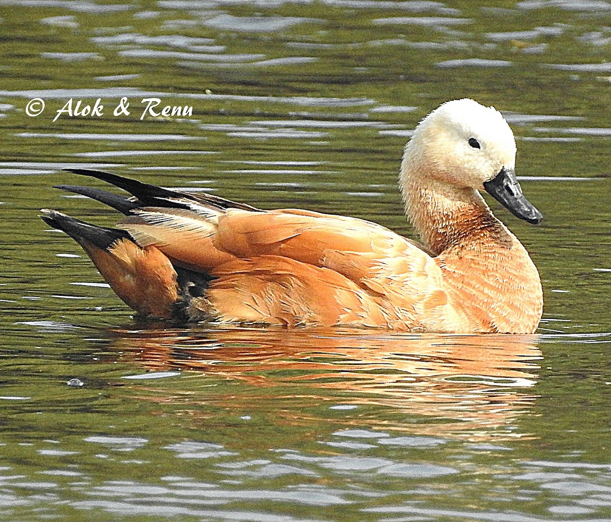 Ruddy Shelduck - ML206048191