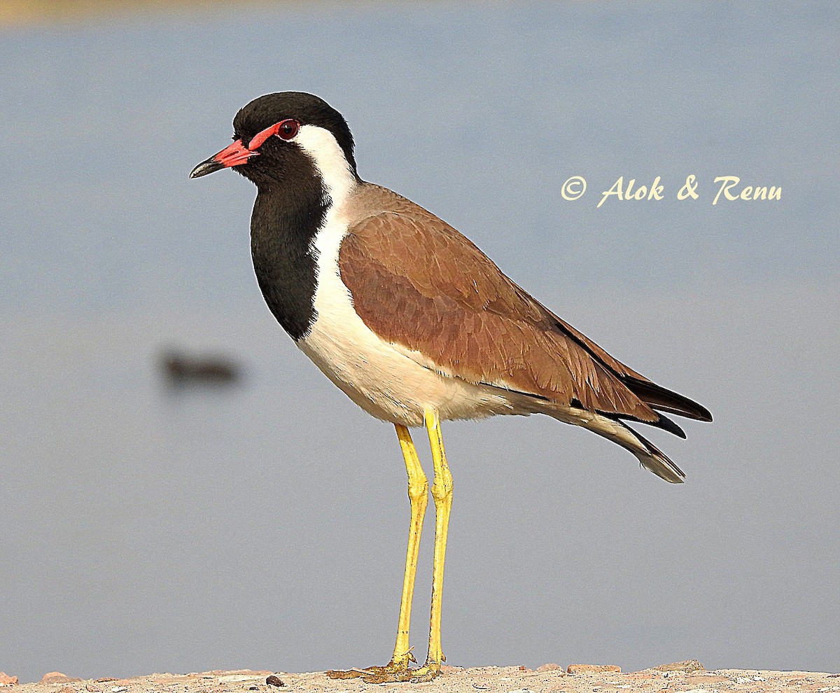 Red-wattled Lapwing - ML206048211