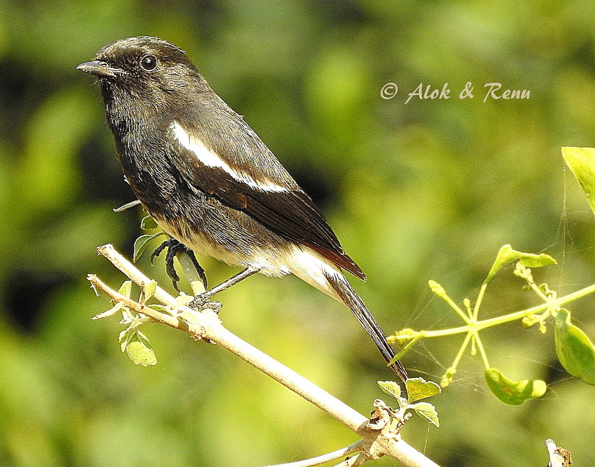 Pied Bushchat - ML206048381