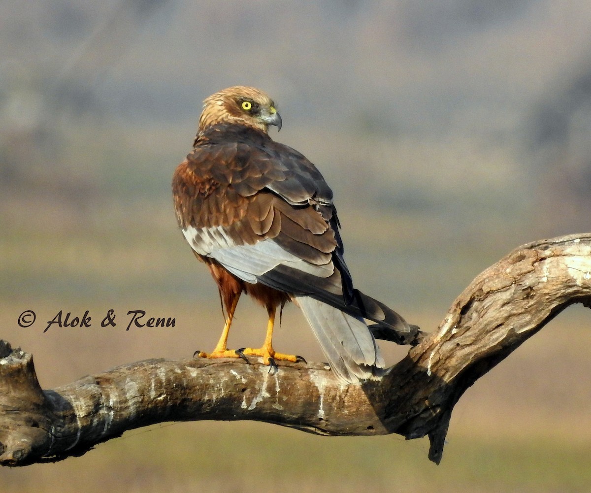 Western Marsh Harrier - ML206048421