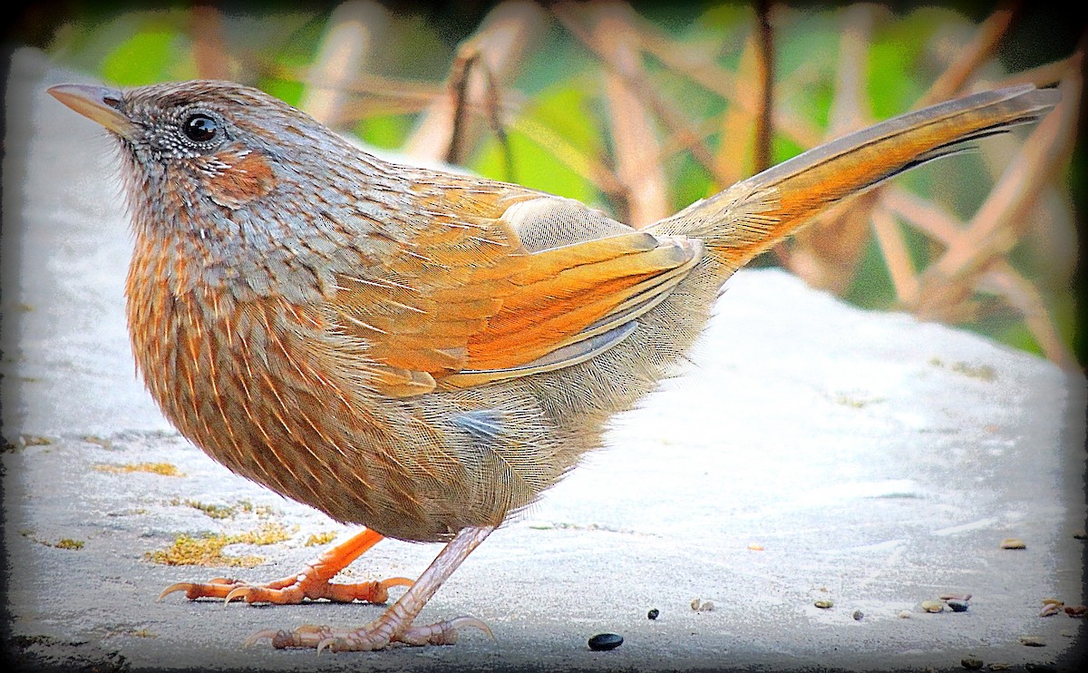 Streaked Laughingthrush - ML206048441