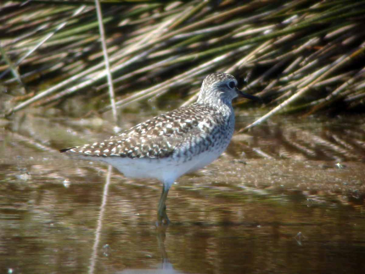 Wood Sandpiper - ML206049201