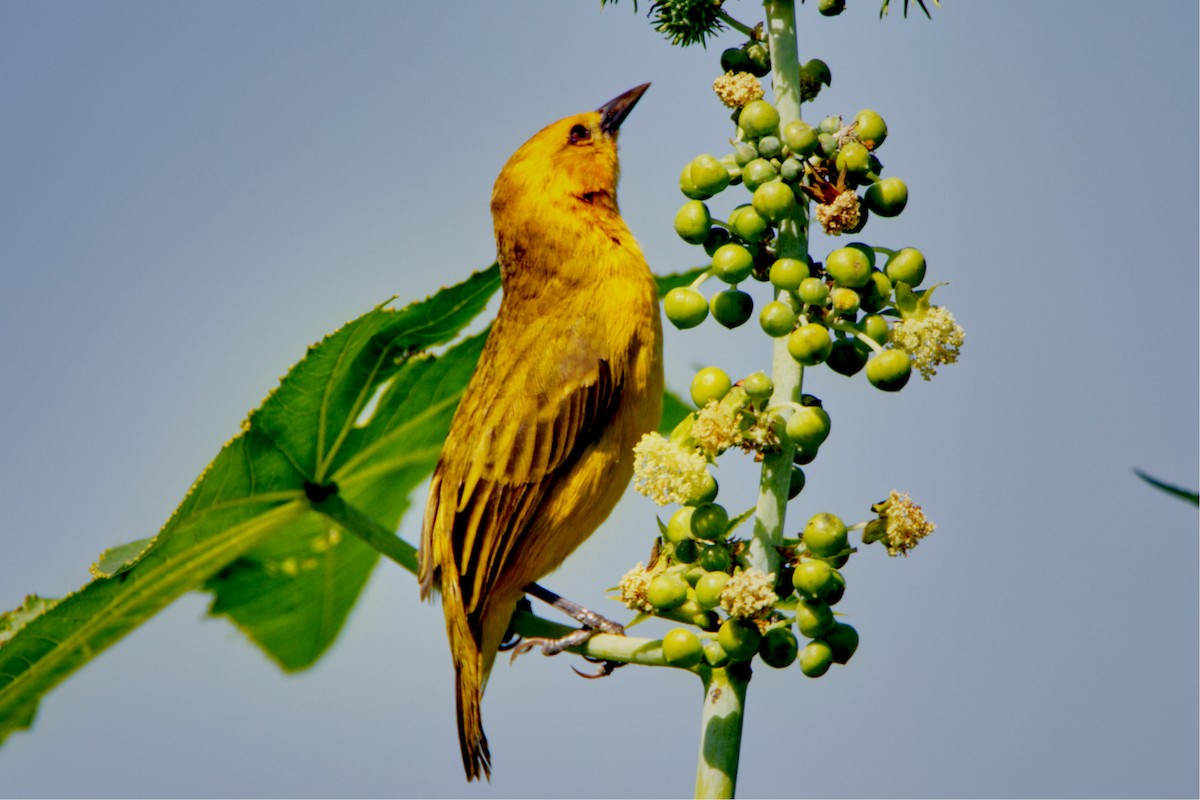 Slender-billed Weaver - ML206049261