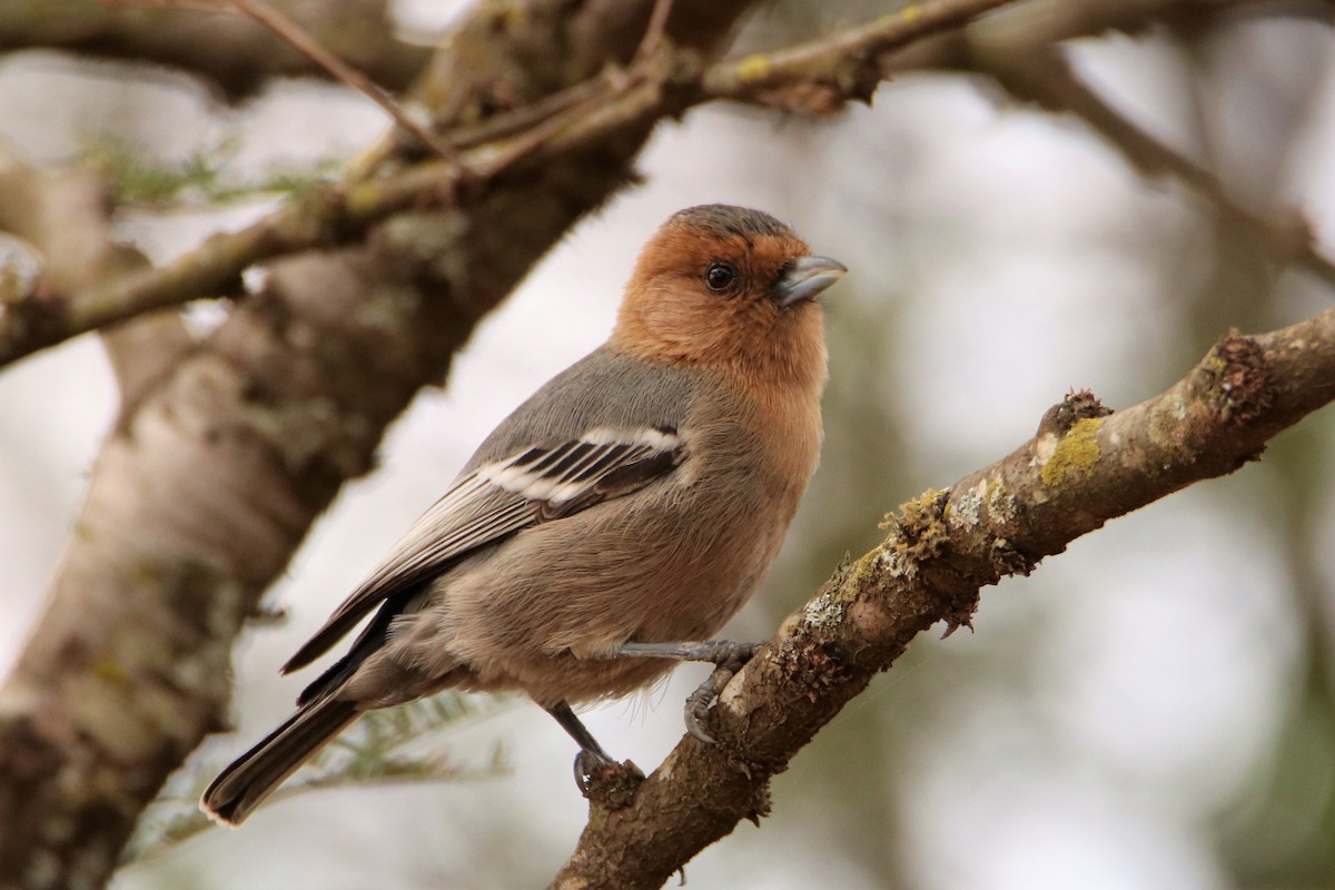Red-throated Tit - James Kashangaki