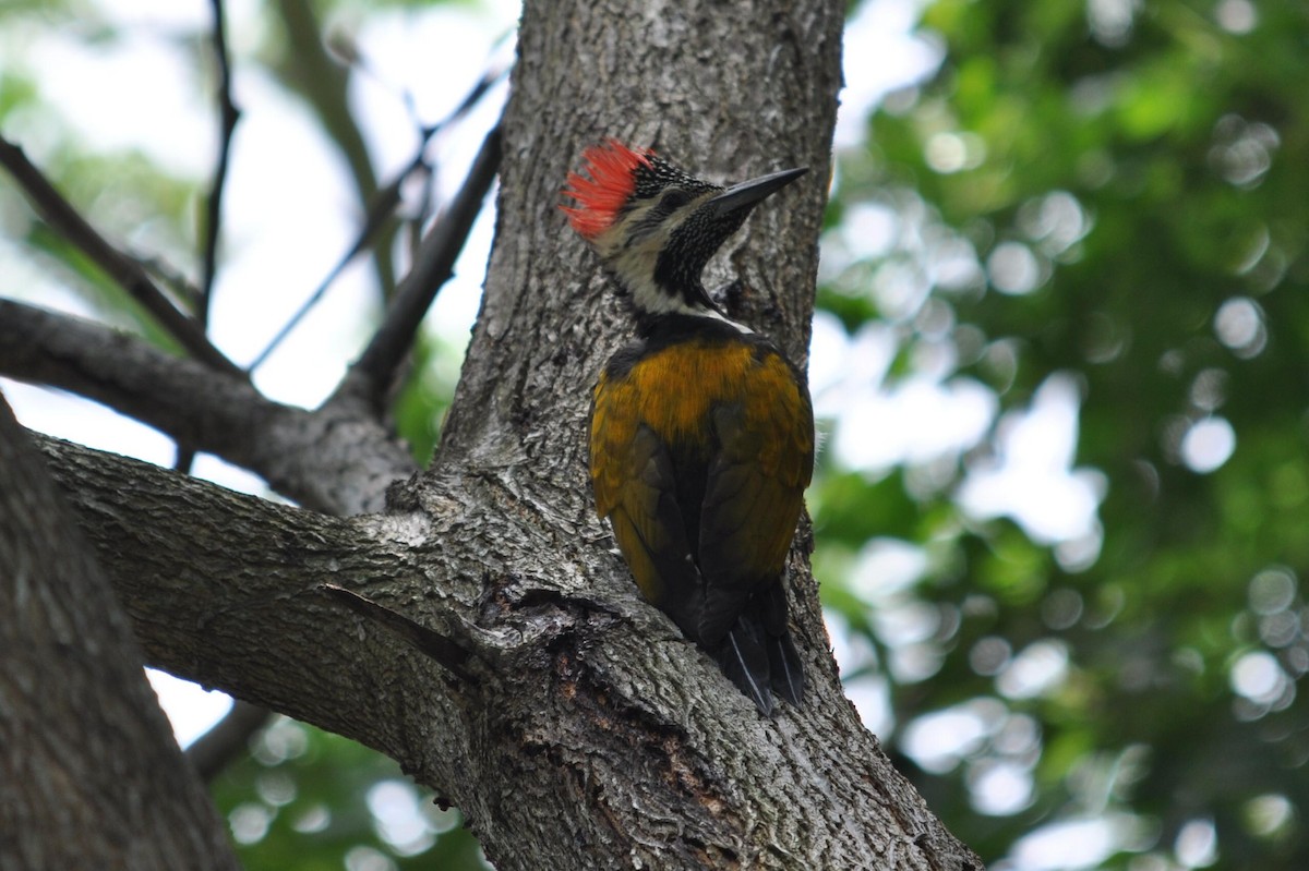 Black-rumped Flameback - ML206049491