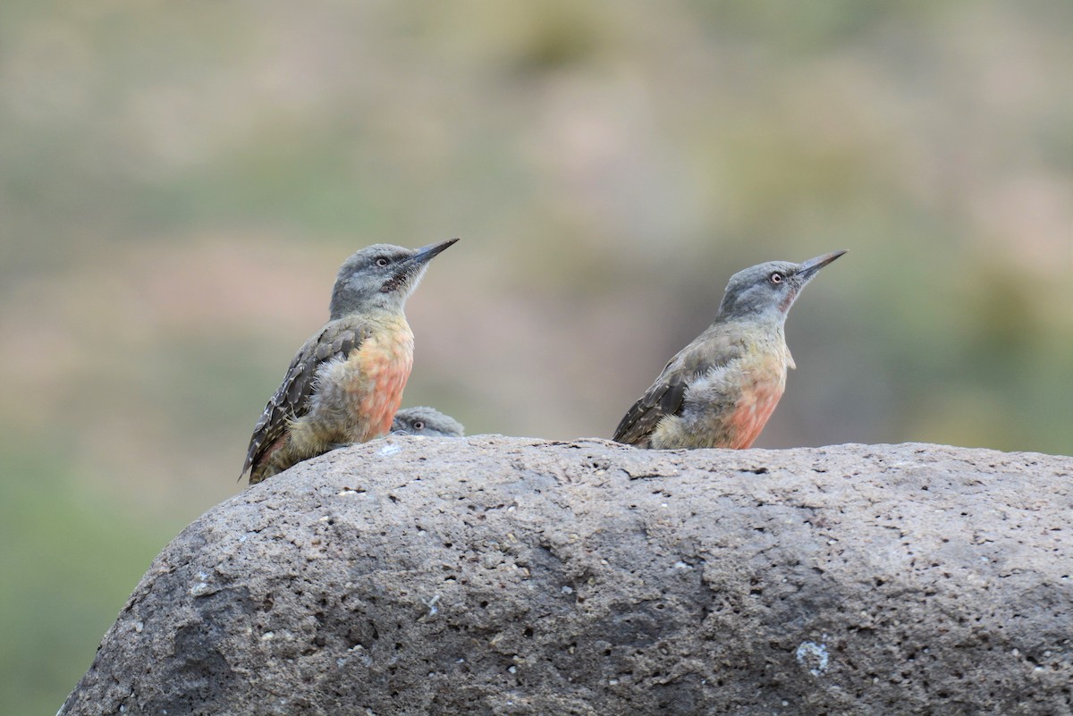 Ground Woodpecker - Gerard Gorman