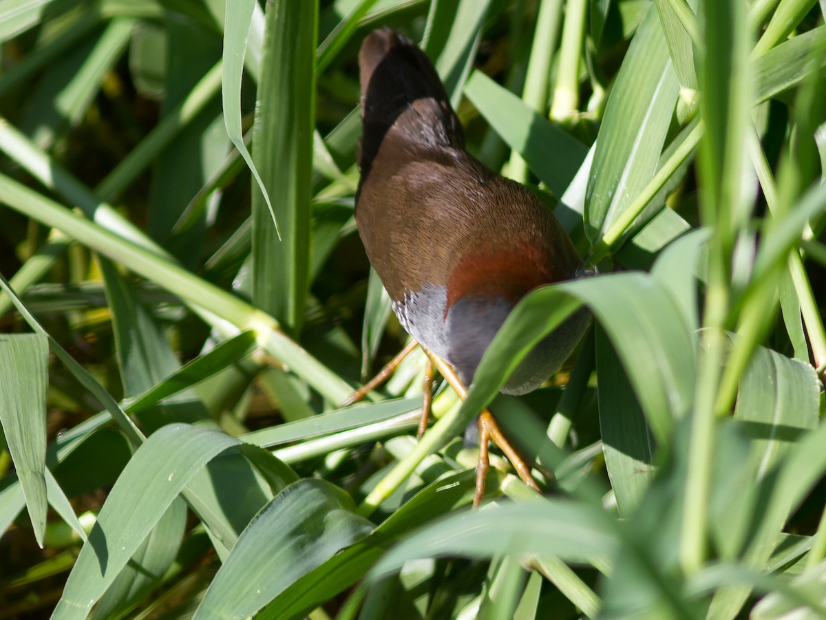 ハイムネコビトクイナ - ML206049651