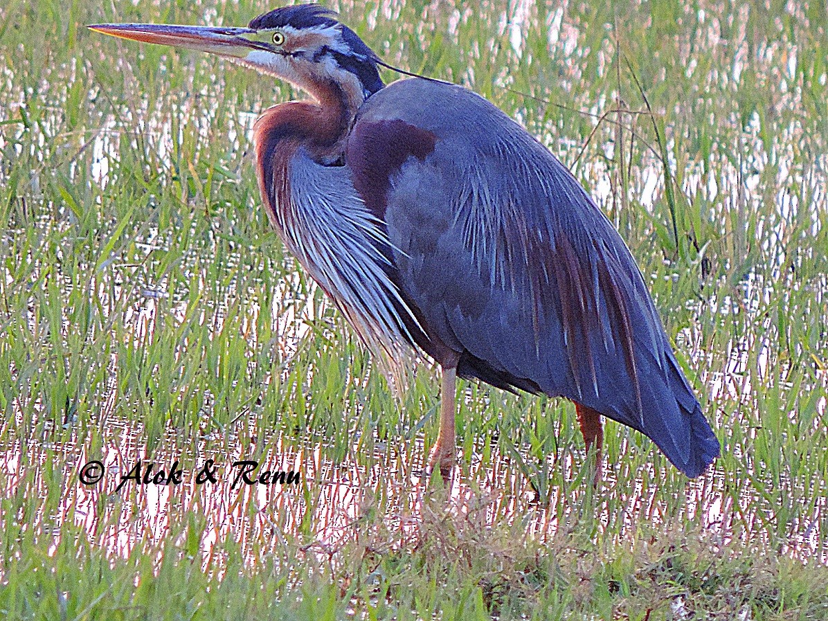 Purple Heron (Purple) - ML206050601