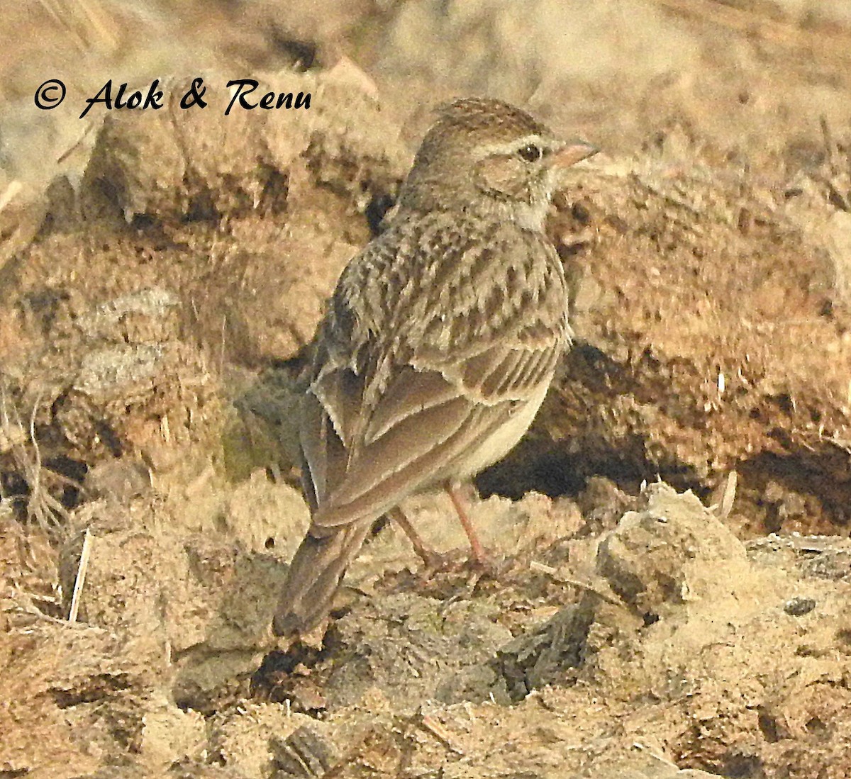 Hume's Lark - ML206050701