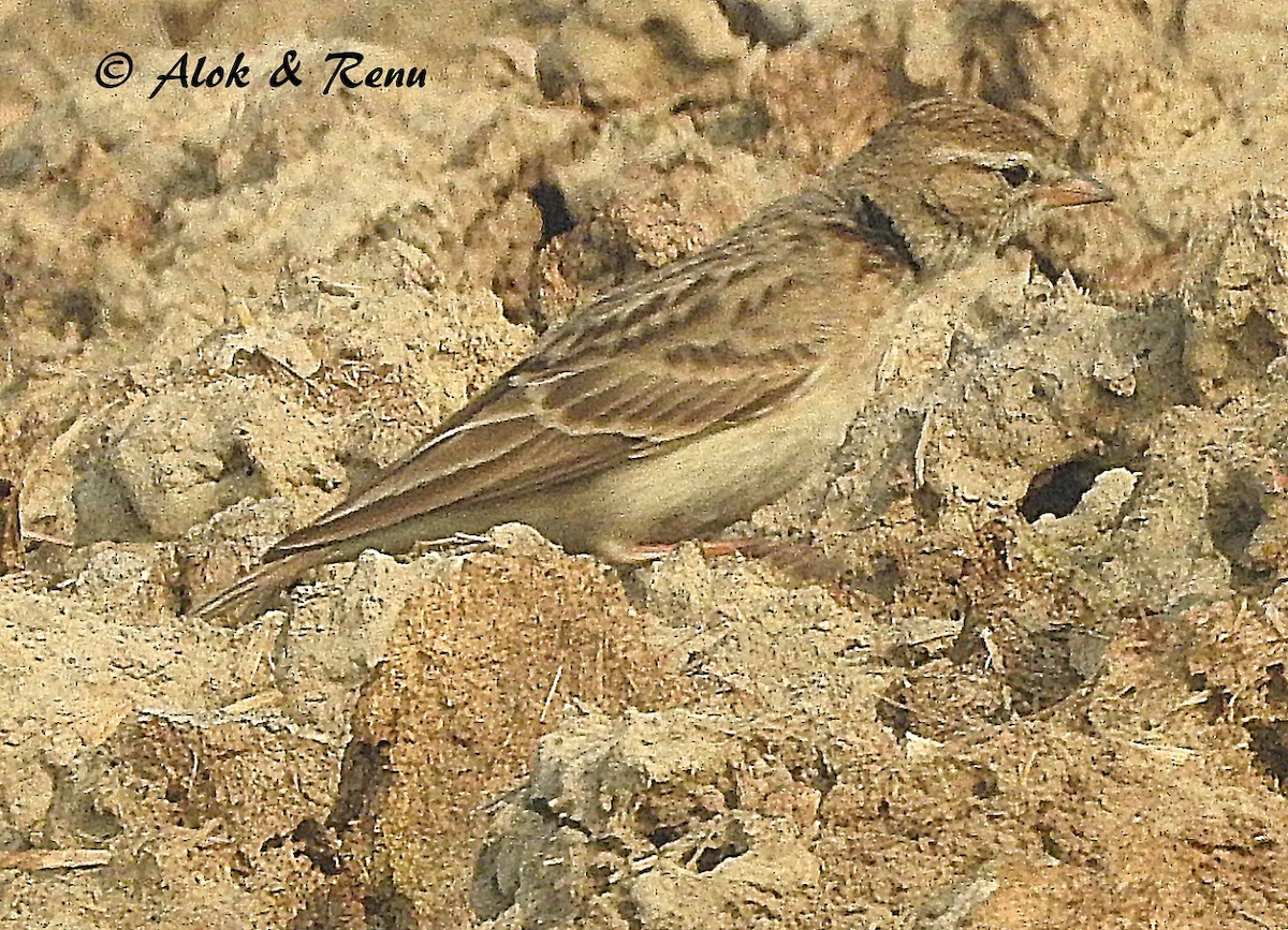 Hume's Lark - ML206050711