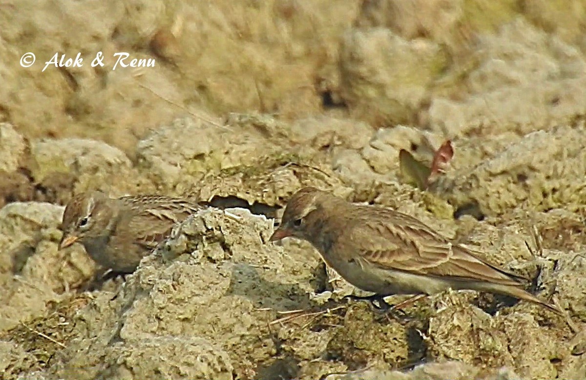 Hume's Lark - ML206050731